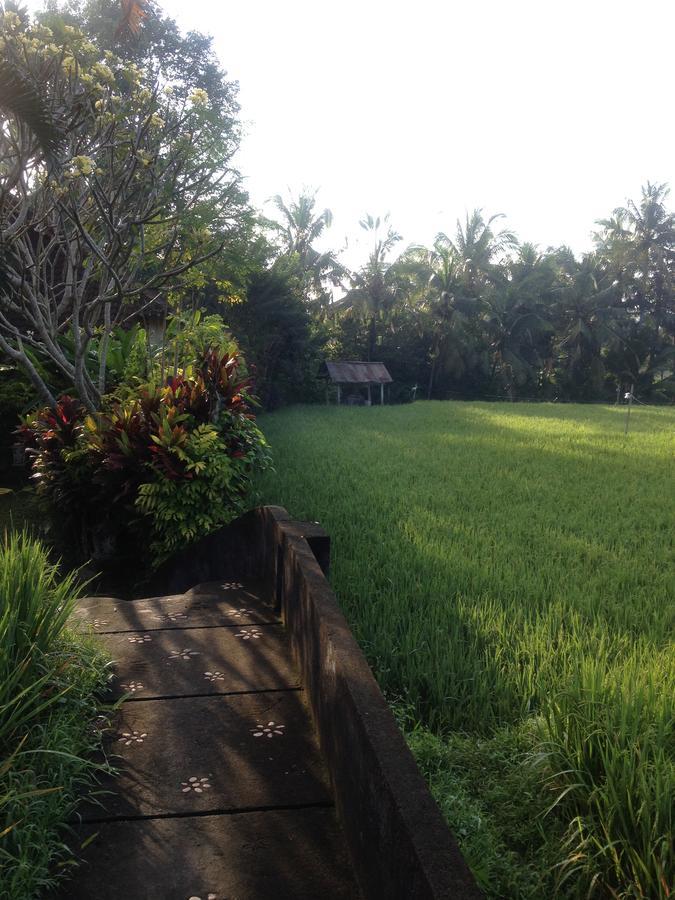 Bali Firefly *